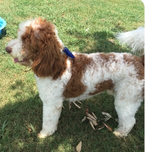 Australian Labradoodle - Charlie